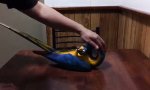Lustiges Video : Papagei liebt sein neues Spielzeug