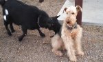 Movie : Lick my dog, my dog tastes amazing!