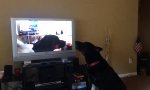 Funny Video : Howl-Ception