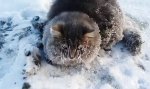 Lustiges Video - Festgefrorene Katze befreit