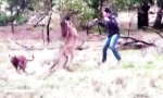 Movie : Konfrontation mit einem Känguru