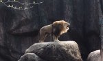 Lustiges Video : Ich zeig dir, wer der Herr im Zoo ist!