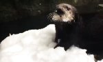 Lustiges Video - Der erste Schnee im Zoo