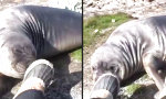Lustiges Video : See-Elefant macht rollenden Abgang
