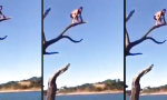 Lustiges Video - Vom Baum ins Wasser