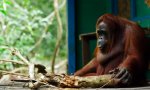 Funny Video : Orangutan Säge-Duell