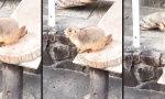 Funny Video : Präriehund - Gesundheit!