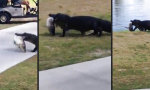Movie : Alligator auf Siegeszug im Golfclub