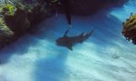 Lustiges Video : Seltsamste Begegnung mit einem Hai