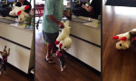 Ein waschechter Schäferhund