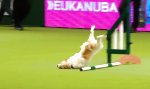 Lustiges Video : Übermotivierter Powersporthund