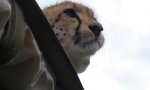 Lustiges Video - Ungebetener Gast im Safari-Jeep