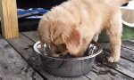 Lustiges Video - Wasserbett fürs Hündchen
