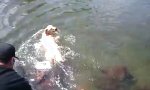 Lustiges Video : Hund kann Brustschwimmen