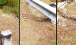 Lustiges Video - Python-Stalker