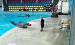 Lustiges Video : Delfin als perfekter Ballspielpartner