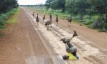 Lustiges Video : Der Emu-Flüsterer