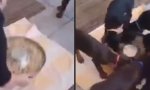 Funny Video : Futter-Zentrifuge