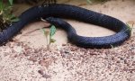 Lustiges Video : Schlange findet Schlange zum Kotzen