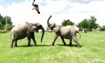 Lustiges Video : Der Elefanten-Akrobat