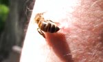 Sterben Bienen nach einem Stich?