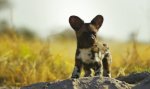 Funny Video - Wildhundrudel nimmt Roboterwelpen auf
