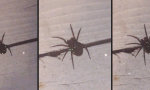 Lustiges Video - Diskospinne