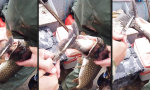 Lustiges Video : Fishception