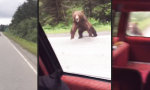 Begegnung mit Bär in Alaska