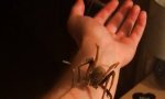 Giftigste Spinne der Welt auf nackter Haut