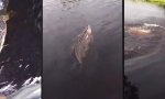 Schwimmen mit einem Alligator