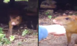 Movie : Überfreundliches Capybara