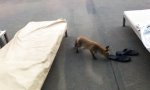 Funny Video : Fuchs, du hast den Schuh gestohlen