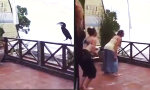 Funny Video - Gefiederter Fitness-Instructor