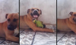 Lustiges Video : Ein Hund und sein Papagei