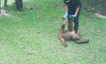 Trotziges Orangutan Baby