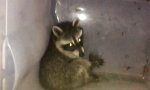 Funny Video : Waschbären ertappt