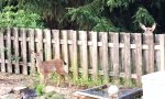 Funny Video : Gekonnt über den Gartenzaun gehüpft