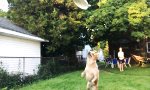 Lustiges Video - Der Hund, das Frisbee und ich...