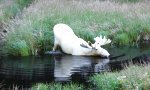 Lustiges Video - Elch mit schlechter Sommertarnung