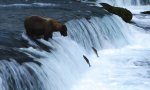 Movie : Bärischer Lachsjäger am Wasserfall