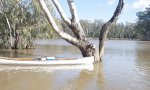 Kleinen Koala aus den Fluten retten