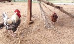Movie : Mannequin Challenge im Hühnerstall
