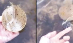 Schildkröte mit Turboboost