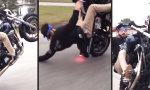 Lustiges Video : Lockerer Wheelie auf Harley Davidson
