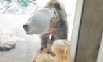 Funny Video : Bär hat Botschaft für Kinder