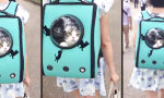 Lustiges Video : Katzenrucksack mit Bullauge