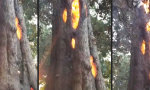 Funny Video : Feuerchen im Baum