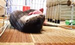 Lustiges Video : Otter mit seinem Kuscheltier