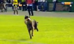 Movie : Polizeihund stiehlt die Fußballshow